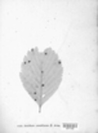 Gymnosporangium sabinae image